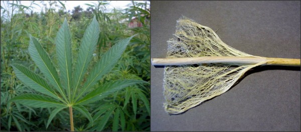 fibra-grafeno-marihuana